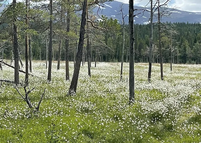 Solbergs, Fint Attefallshus I Vik, Are