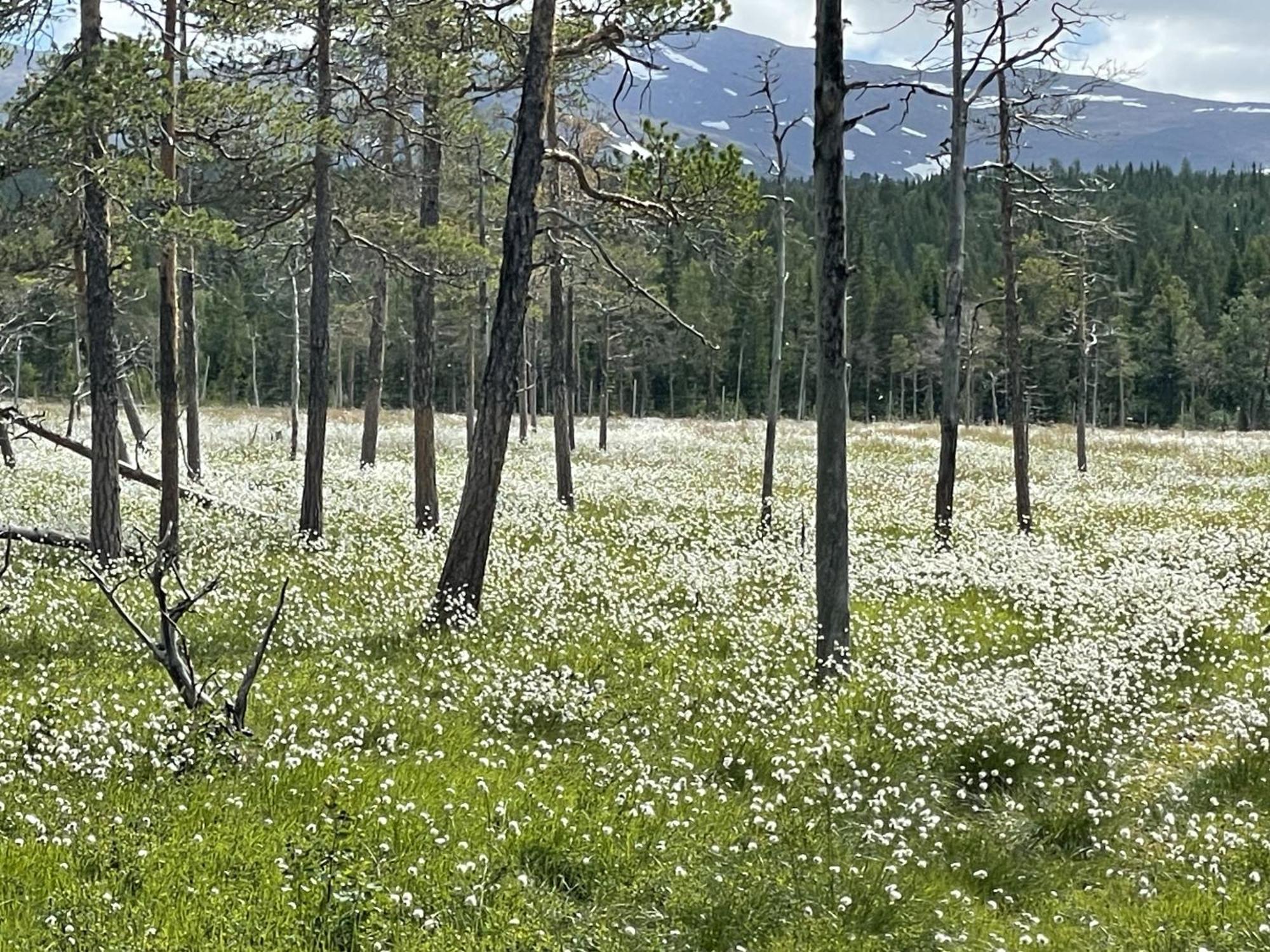 Solbergs, Fint Attefallshus I Vik, Chalet